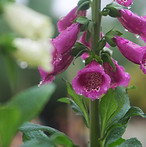 Dewy Lila Fingerhut