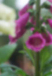Dewy Purple Foxglove