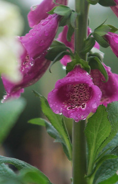 Dewy Purple Foxglove 