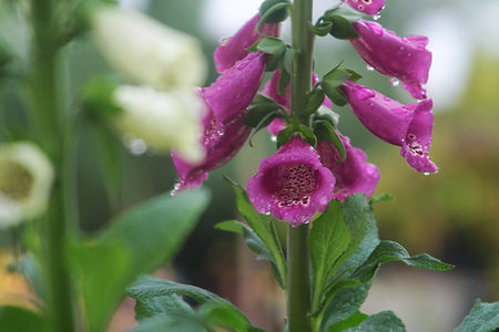 Dewy Purple Foxglove