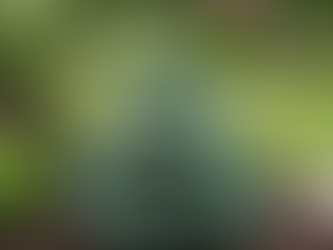 Dwarf Alberta Spruce (Picea glauca ‘Conica’) Care Guide