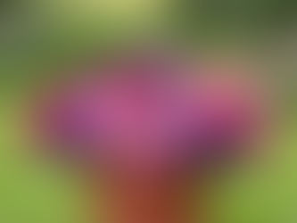 Petunias: The Versatile Blooms for Sunny Gardens