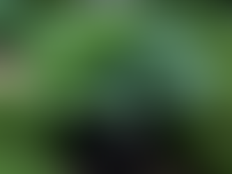 Hostas: Shade-Loving Elegance for Your Home Garden