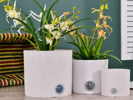 Do You Plant Directly into Self-watering Pots?