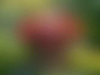 Begonias: A Colorful Addition to Your Home Garden