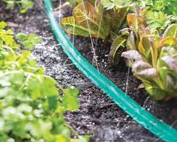 Soaker Hose的图片