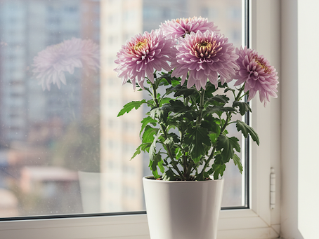 Chrysanthemums Indoors: Potting, Care, and Blooming Tips for Home Gardeners