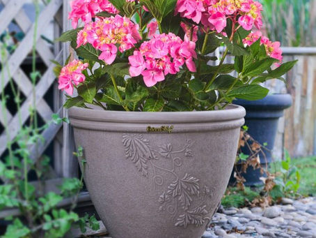 What Plants are Best for Large Planters Outdoor?