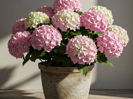 Growing Hydrangeas at Home: A Beginner’s Guide to Planting & Care
