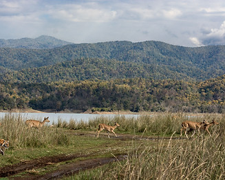 Deer Near Lake