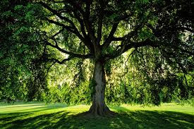 Grief, Gratitude, + Ayurveda