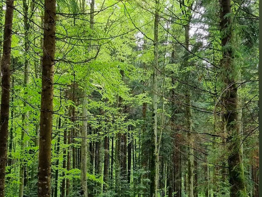 Yoga en forêt : immersion presque instantanée, guidée avec bienveillance et de manière adaptée à la personne ou au petit groupe