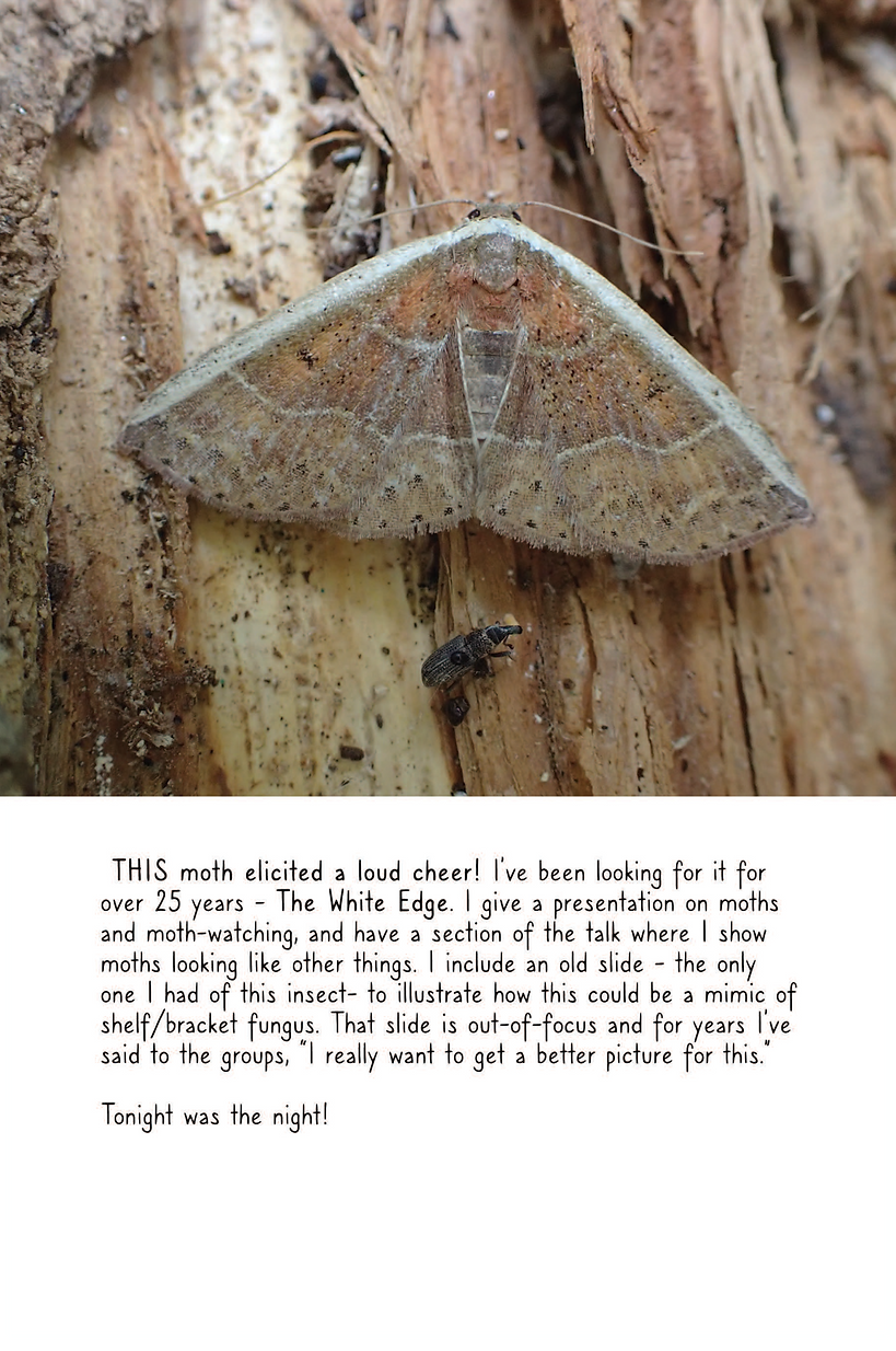 Untitled Extract Pages81.tiff