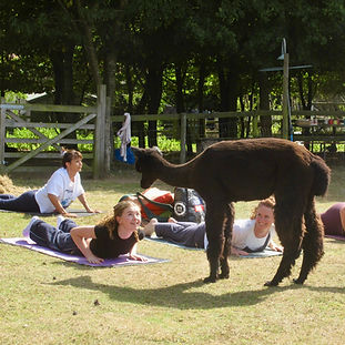Alpaca Yoga