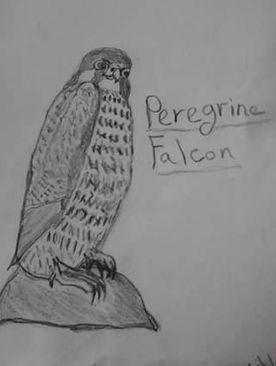 drawing Bird 2015.jpg