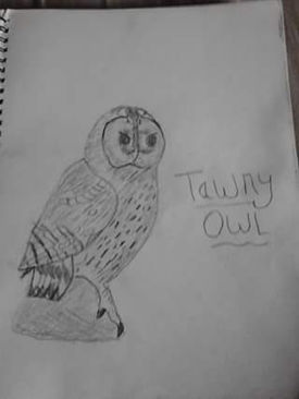 drawing Bird 2015 2.jpg
