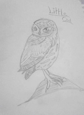 bird 1_edited.jpg
