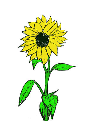 sunflower colour.jpg