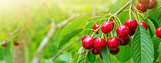 AdobeStock_195344329 (1).jpeg
