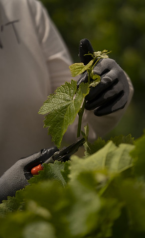 ALPHA ESTATE Weingut Weinpflege