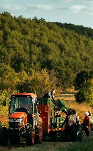 Alpha Estate Weinernte Aufladen