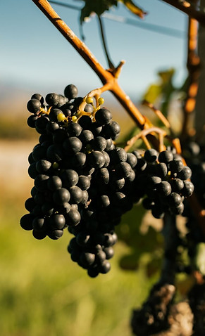 Alpha Estate Weingut Weinrebe
