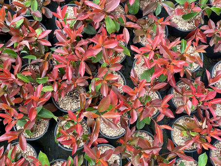 Photinia x fraseri 'Red Robin': La Pianta da Siepe più Amata per Colore e Versatilità