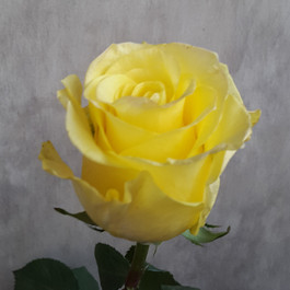 Yellow Merengue