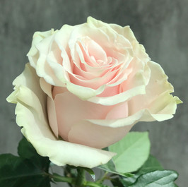 Pink Mondial
