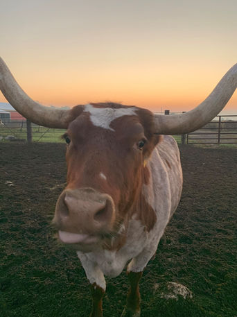 Ghost the bull walking up to the camera.jpg