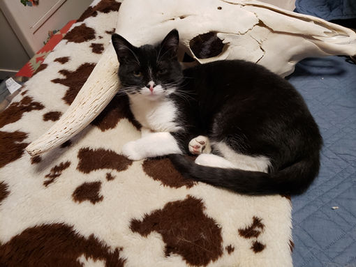A black and white cat laying on a blanket.