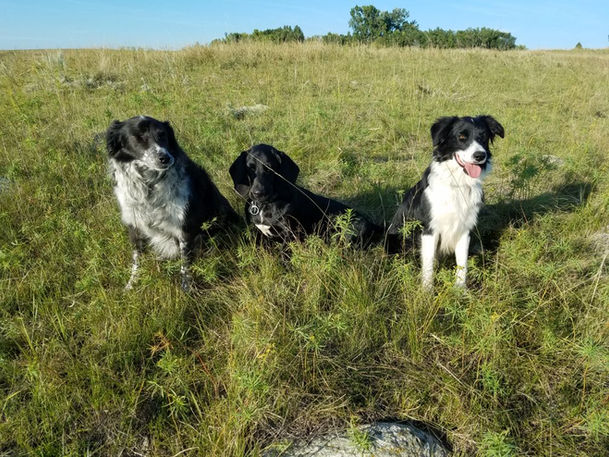 Three dogs sitting in a grassy field