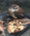 Carolina Wren stuck on glue trap