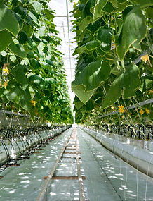 Nous dimmensionons et installons tout systèmes d'irrigation agricole. Pompage, Filtration, Fertirrigation, Goutte à goutte, aspersion, brumisation, arrosage automatique, arrosage connecté, commande à distance. Serriculture.