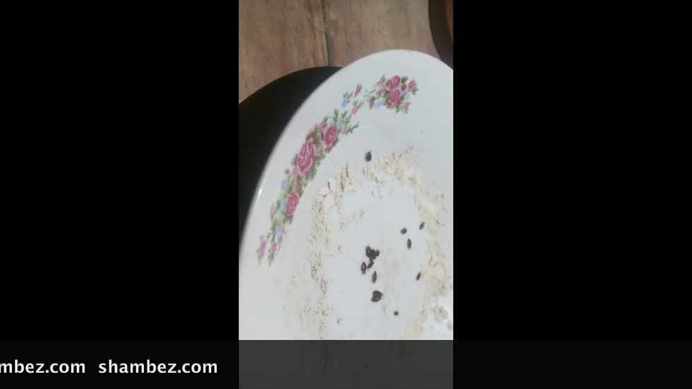 Miniatura: La mejor solución natural para chinches de cama ECO que funciona