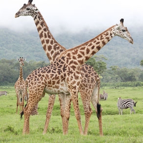 KENIA Y TANZANIA 2025