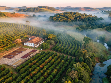 Do Pé à Xícara: O Passaporte do Café Brasileiro para a Europa na Era do EUDR