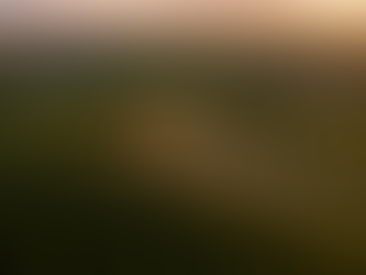 Certificação Florestal FSC e CERFLOR: O Passaporte Verde para a Competitividade no Setor de Base Florestal