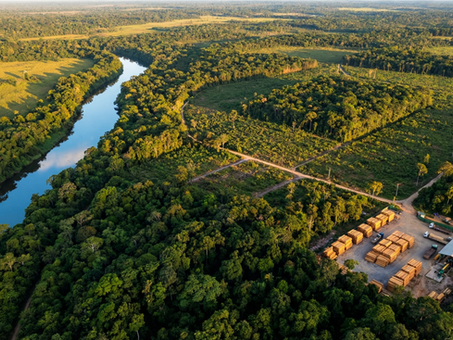 O DNA da Floresta: Exportando Madeira Brasileira para a UE com o Selo EUDR