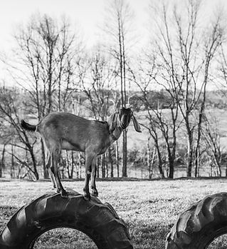 HDF-Dotie (3 of 1).jpg