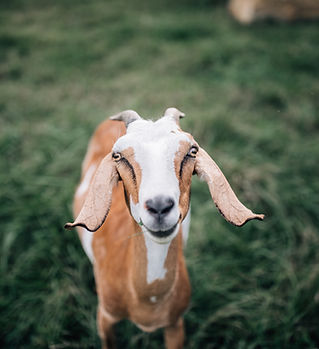 HoggyDoggyFarms (19 of 30).jpg