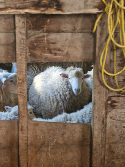 Waiting For The Shearer