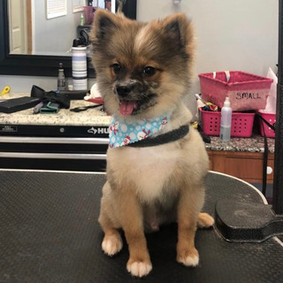 Shampoodles Pet Grooming