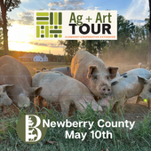 Pigs at Sunset on Bowers Farm