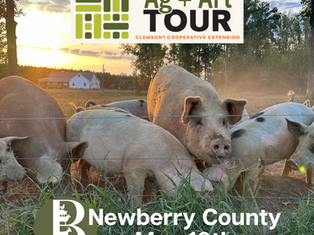 Pigs at Sunset on Bowers Farm