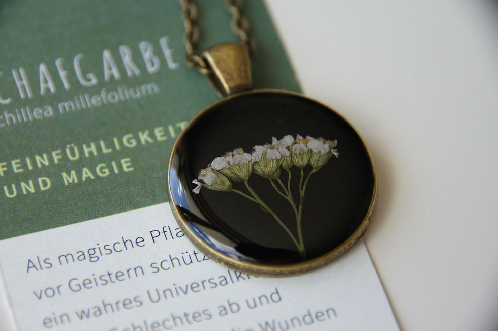 Miniatura: achillea