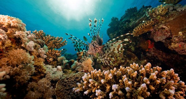 Onlinekurs: Marine Ecology