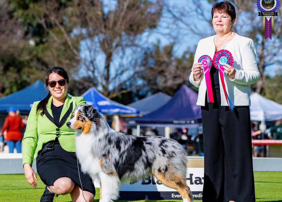 Ch Ochaye Globe Trotter, a blue merle australian shepherd, standing next to judge holding win rosettes