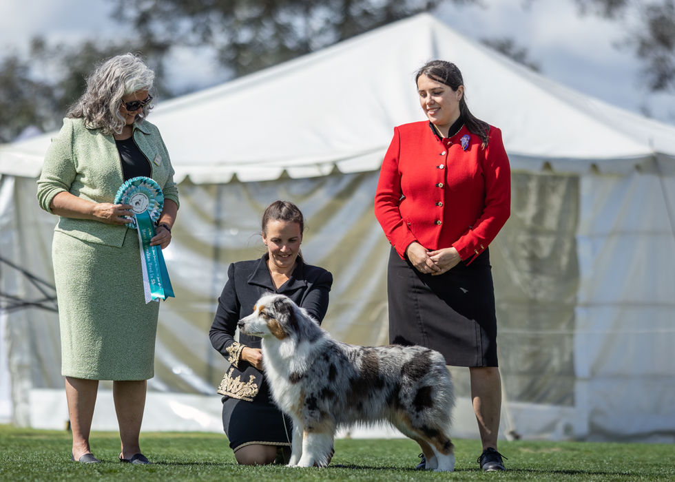 Blue merle australian shepherd (Sup Ch Ochaye By Design) on a stack for a win photo