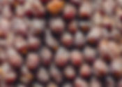 TÂMARA | A fruta mais valiosa do deserto